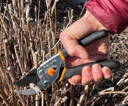 fiskars pruner - came with lifetime warranty