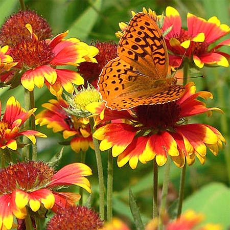 orange butterfly on red and yellow flower