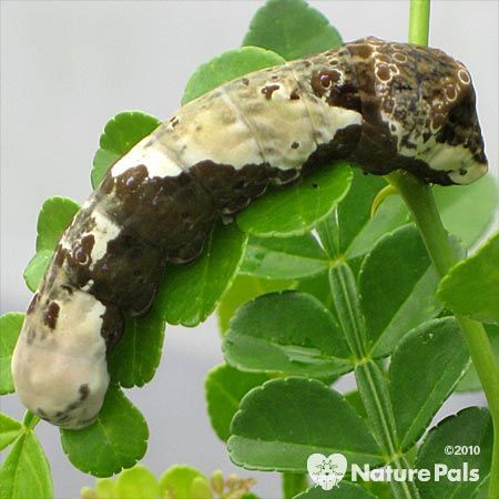 brown and white caterpillar - looks like bird poop