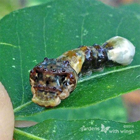 swallowtail larvae