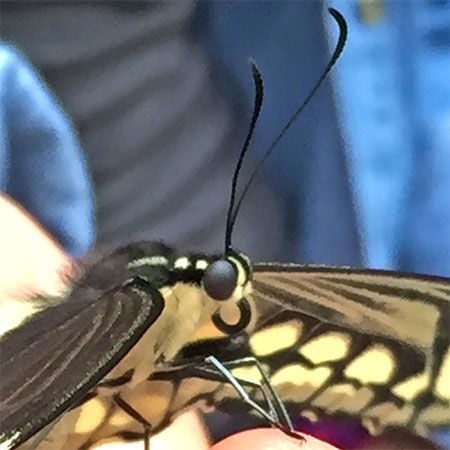 butterfly's black round eyes
