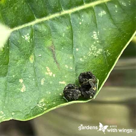 giant-swallowtail-caterpillar-poop | Gardens with Wings