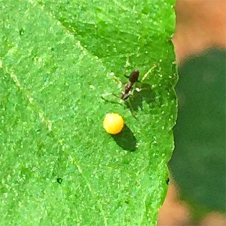 butterfly yellow round egg next to an ant