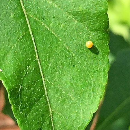 one round yellow butterfly egg on leaf