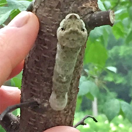 brown larva climbing branch