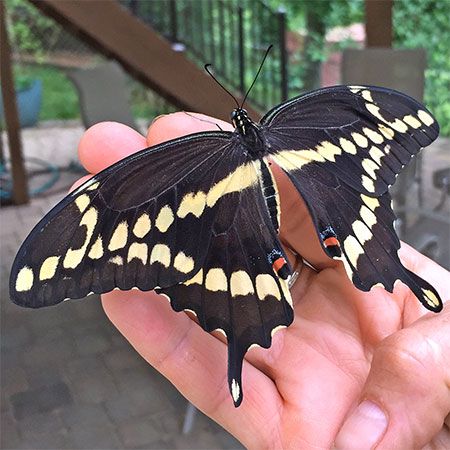 huge black butterfly with yellow markings