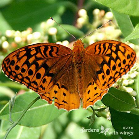 orange butterfly with black spots on wings