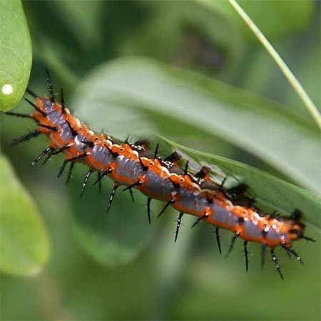 gray and orange butterfly caterpillar