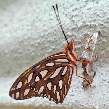 brown and white butterfly with red legs