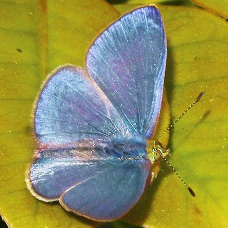 Iridescent Blue Top Wing