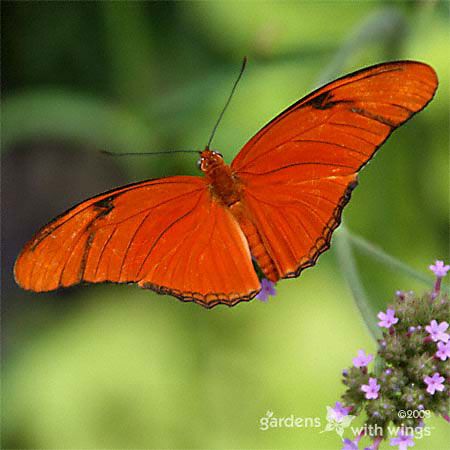 long orange wing butterfly with black spots