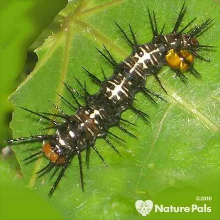 black and white caterpillar with spikes