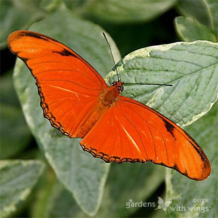 long orange butterfly wings with black spots