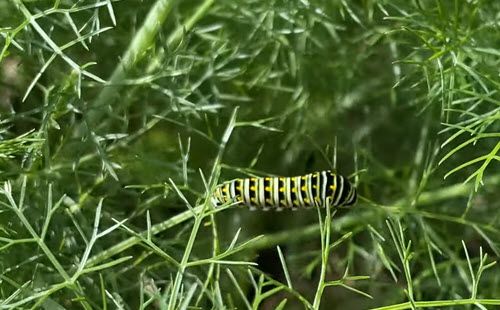Green and Black Caterpillars on Fennel