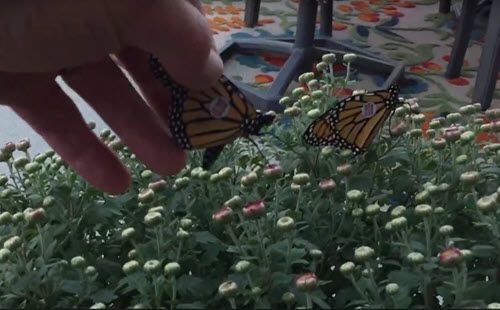 How to Tag Monarch Butterflies