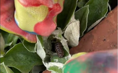 We Found an American Lady Caterpillar on It's Host Plant