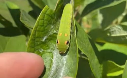 How to Find a Spicebush Caterpillar