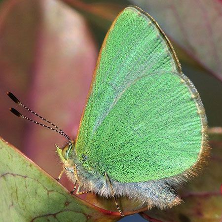 real green butterfly with black antennae