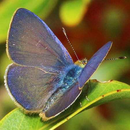 Koa / Hawaiian Blue Butterfly