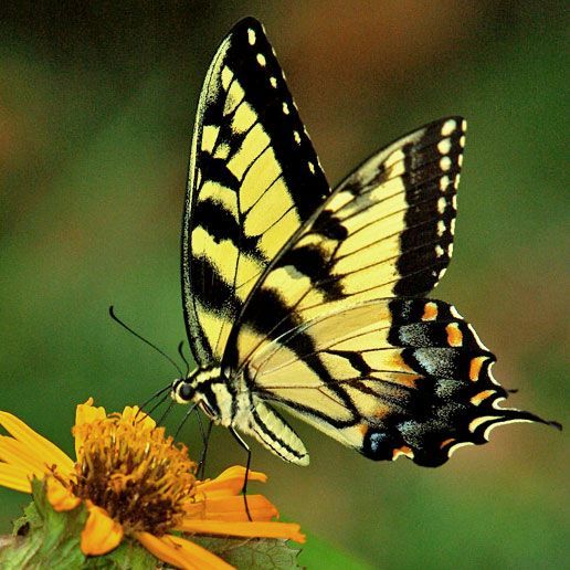 yellow and black butterfly feeding on orange flower