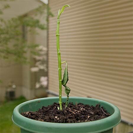 milkweed stalk in pot