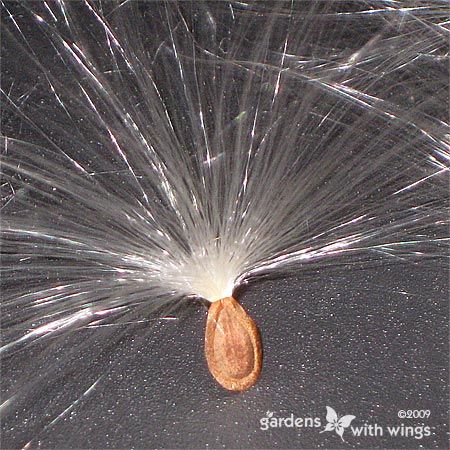 one brown seed with floss