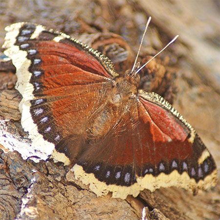 Turning Your Ranch into a Butterfly Haven: A Guide to Sustainable Butterfly Cultivation