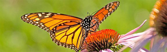 monarch butterfly sucking nectar from coneflower