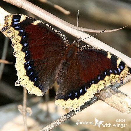 Identifying Butterflies with Unique Wing Shapes