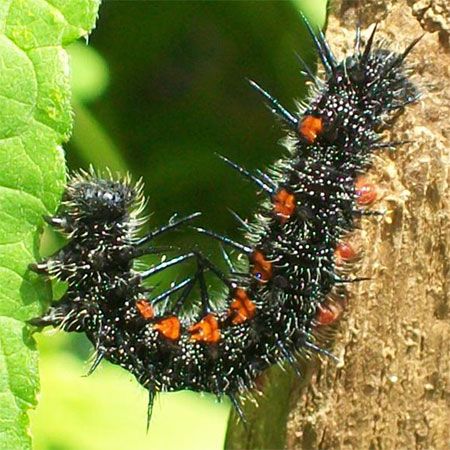 Black spike caterpillar with white lines and red dots