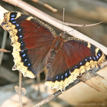  dark maroon butterfly with tan edges and blue dots