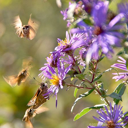 small brown skippers flying by purple flowers