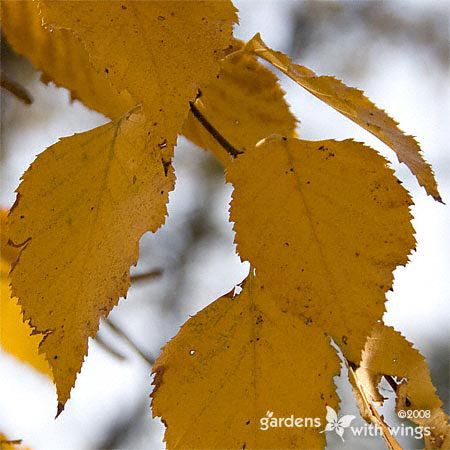 Paper Birch