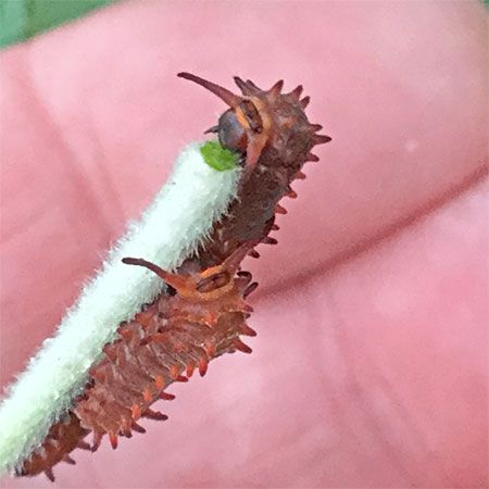 two red pipevine larva feeding on stem