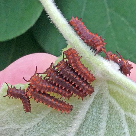 many red caterpillars next to each other