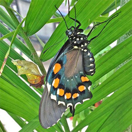 pipevine swallowtail drying wings