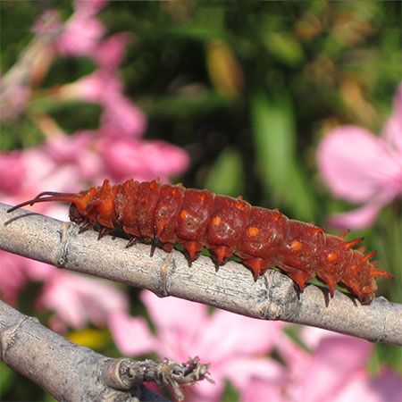red long pipevine caterpillar