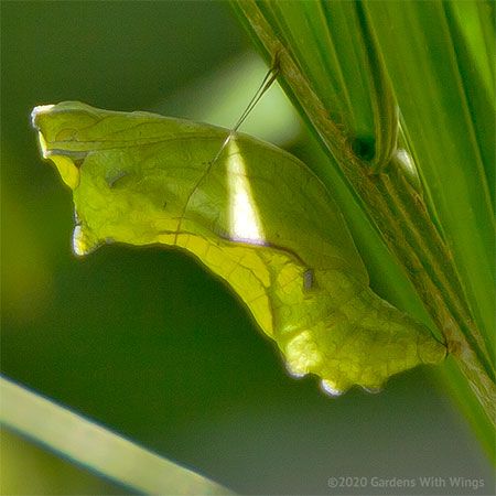 green chrysalis camouflage by green plant