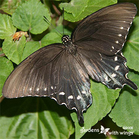 dark version of a pipevine swallowtail