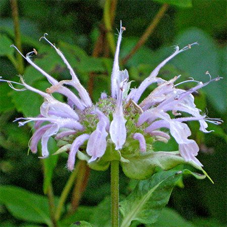 purple nectar flower