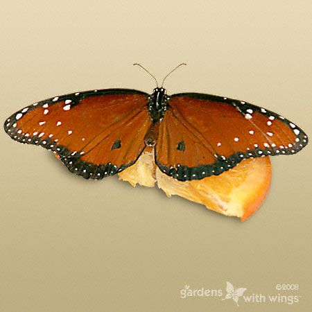 burnt-orange butterfly with black and white spots