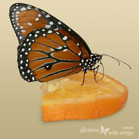 dark orange butterfly with black edges and white dots