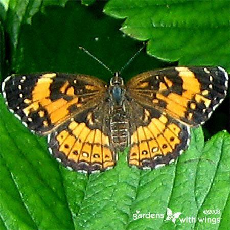 Silvery Checkerspot Butterfly