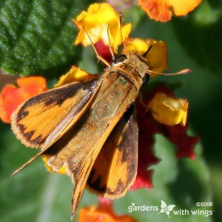 skipper with orange and brown wings