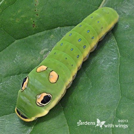 Green Caterpillar with eyes and 2 yellow dots