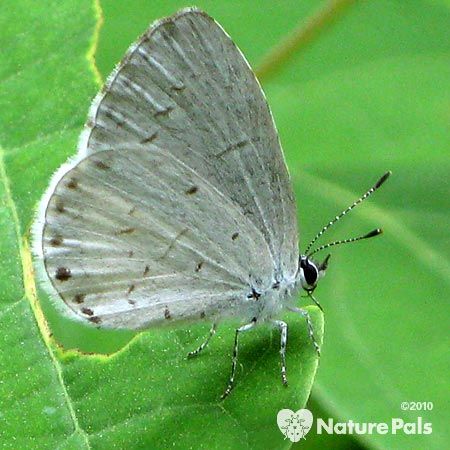 tiny blue butterfly with black dots