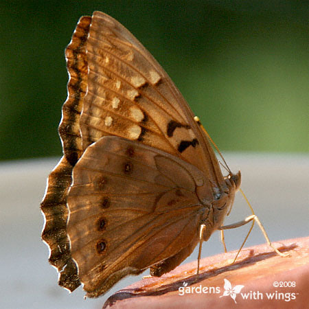 Tawny Emperor Butterfly with Close Wings