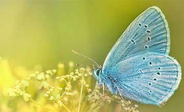 What Is The Spiritual Meaning Of Blue Butterflies?