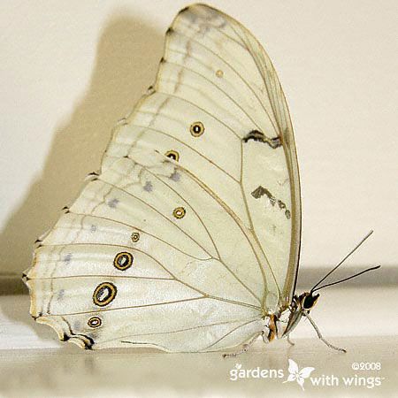 huge white butterfly with black circles and liness