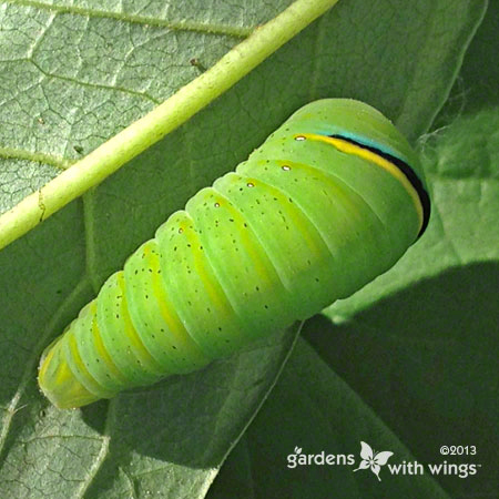 green butterfly larva pupating